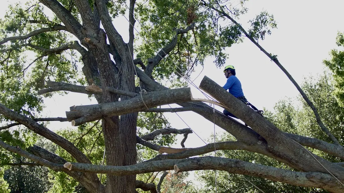 Professional Crown Thinning performed by certified arborists in Andover
