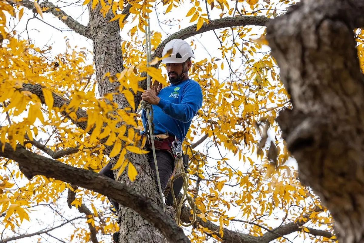 Skilled Tree Transplanting crew working in Andover