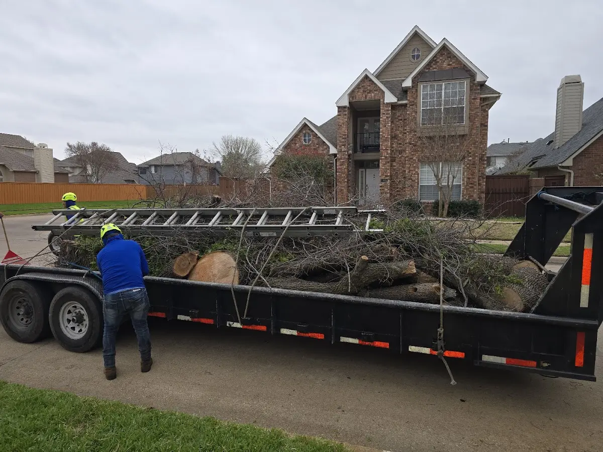 Expert Tree Removal with proper safety equipment in Andover